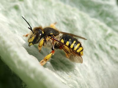 A Wool Carder Bee