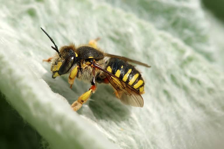 A female wool carder bee on a hairy leaf. The bee is facing the left frame. The bee is mostly black with yellow markings on its abdomen. The leaf is green with white hairs.