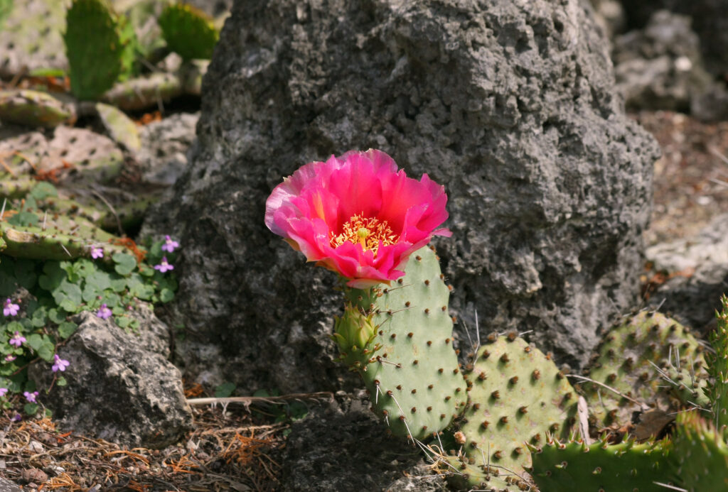 TImage of a red flower blooming on a plain's prickly pear.