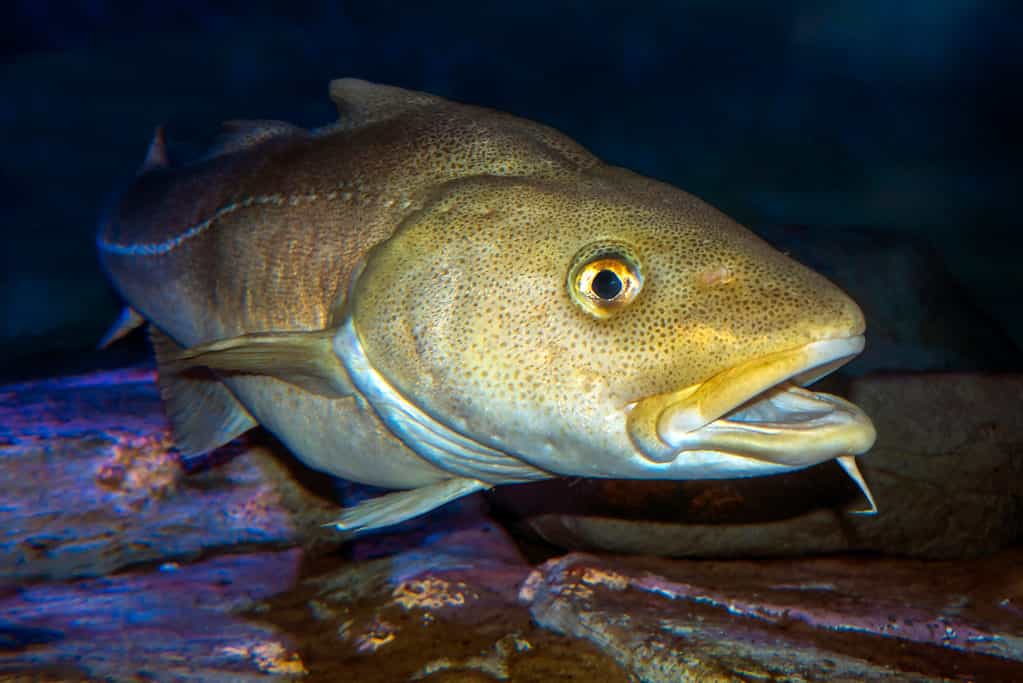 Large Atlantic Cod Underwater