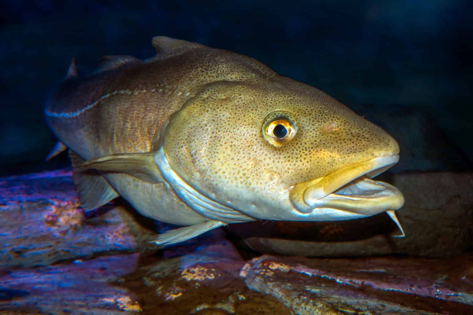 14 Types of Cod Fish Ranked by Size - A-Z Animals