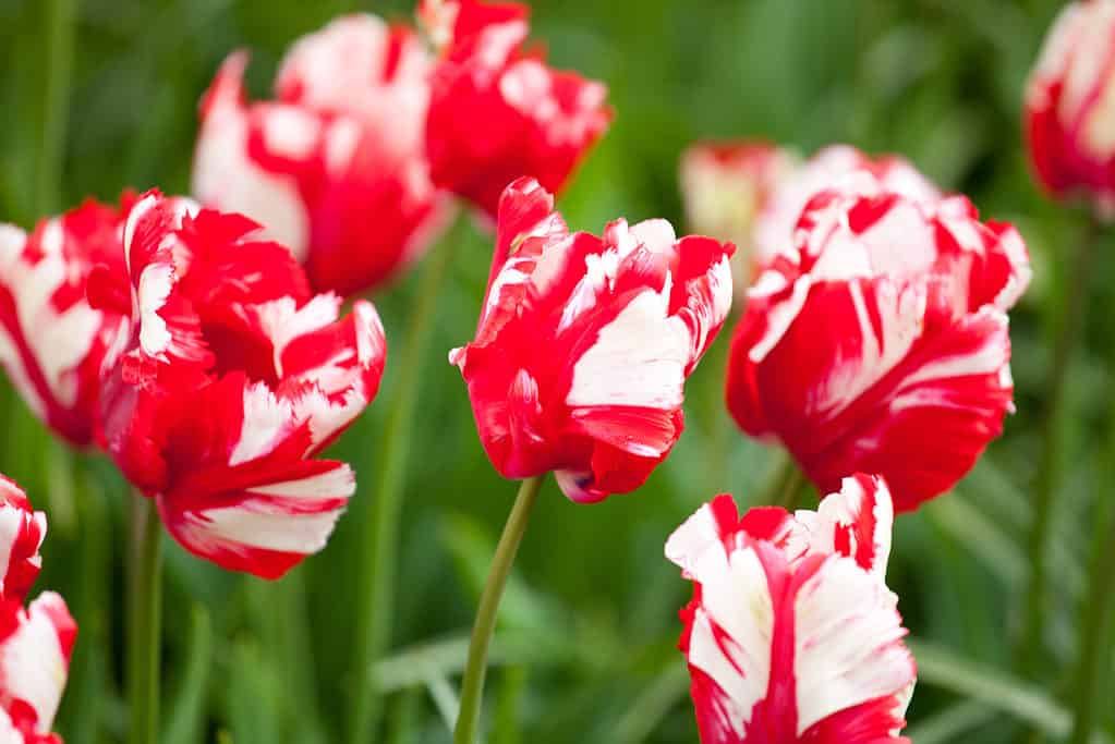 Estella Rijnveld tulip on a flowerbed