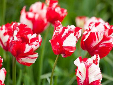 A 8 Tulips That Thrive In Washington