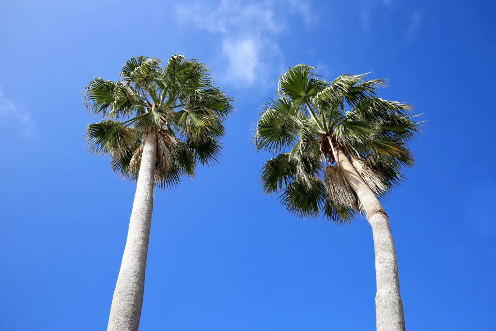 Two Sabal Palmetto or sabal palm trees against a blue sky.