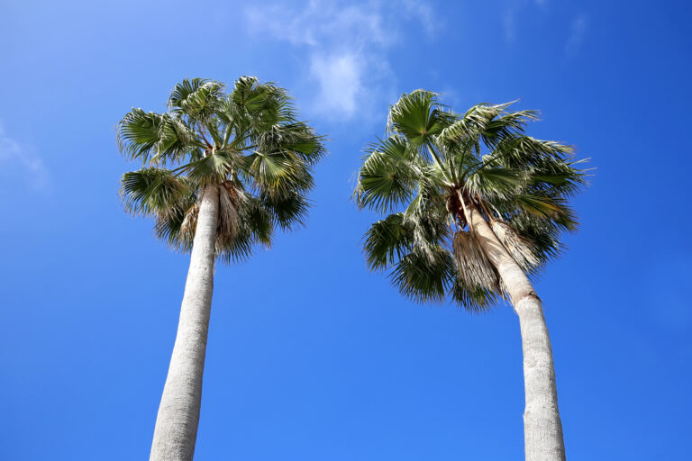 Palmetto Tree Vs. Palm Tree: Comparing The Iconic Trees Of The South ...