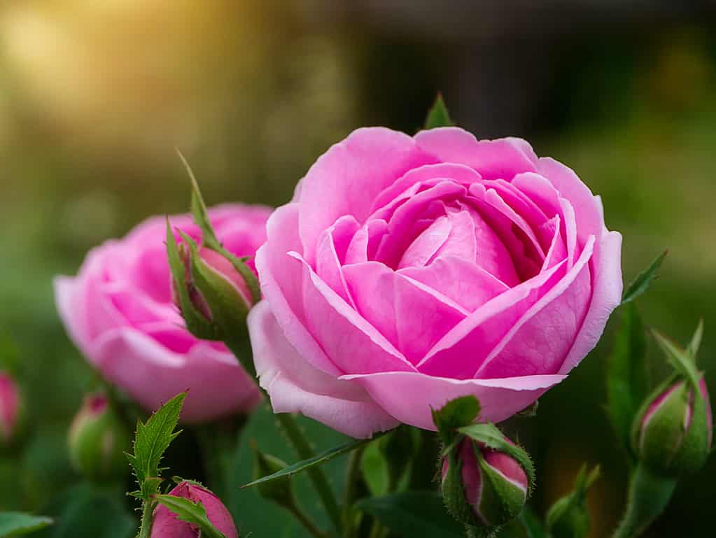 Garden Roses Vs Roses 10 Differences To Know   Shutterstock 1039050211 1024x769 