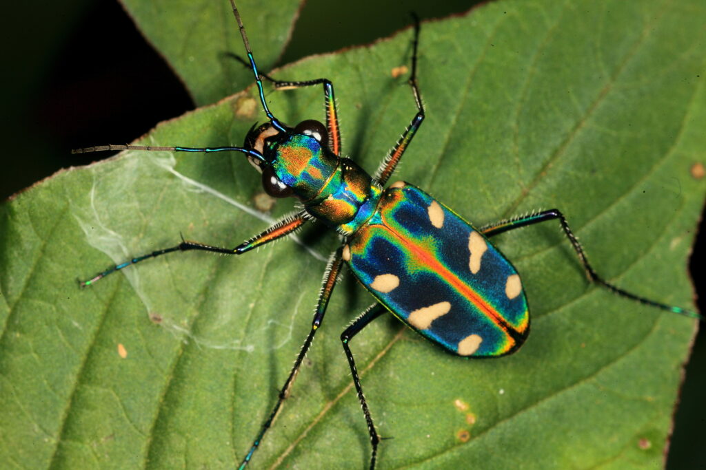 Tiger Beetle