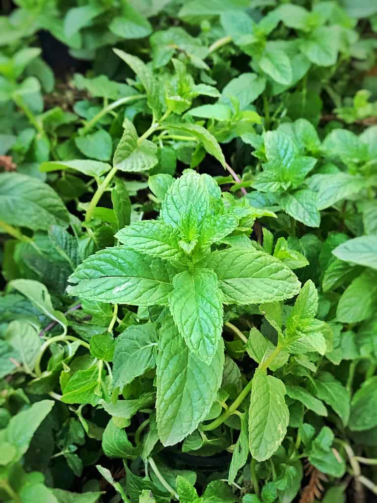 Close up of an Egyptian mint plant.