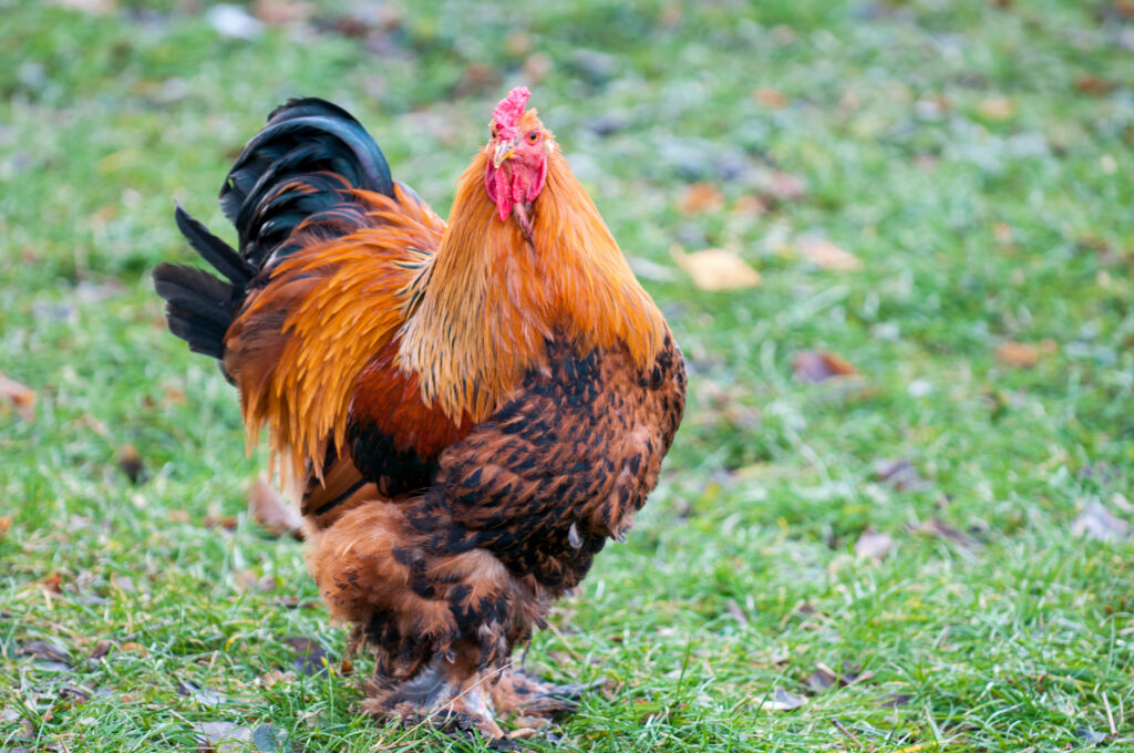 This girl is holding the King of all poultry, The Brahma Chicken