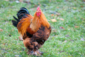 Brahma Chicken Lifespan: How Long Do Brahma Chickens Live? Picture