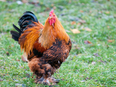 A Brahma Chicken