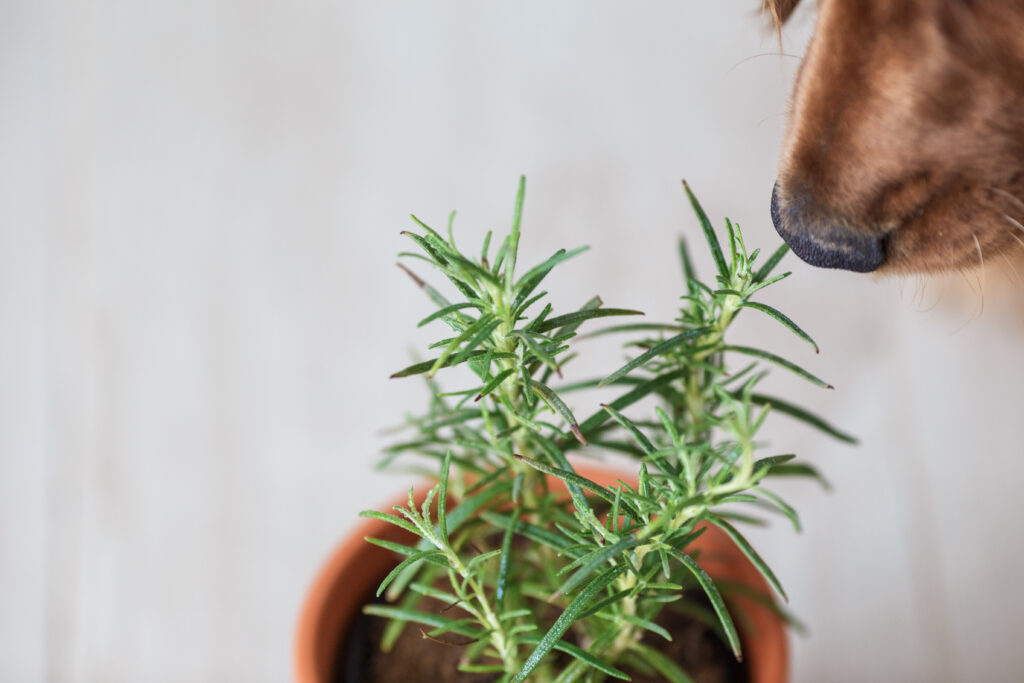 Dog sniffing fresh rosemary in a pot