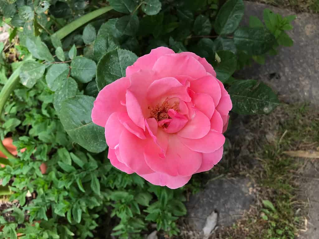 Pink rose Earth Song variety.