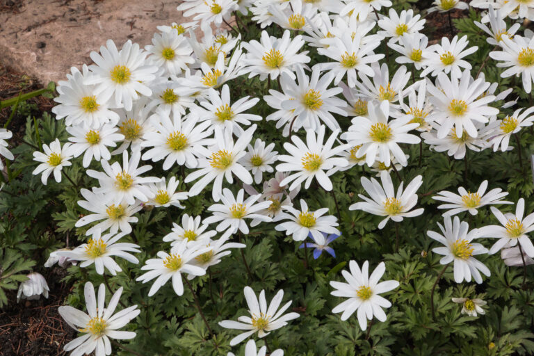 Anemone blanda ‘White Splendour’