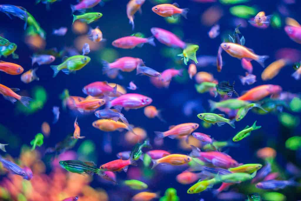 Colorful fluorescent GloFish®