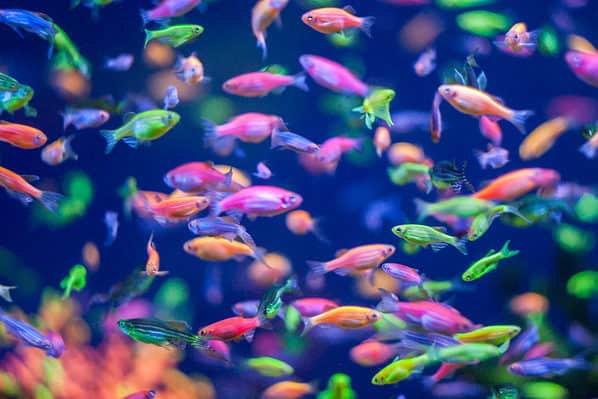 7 Freshwater Purple Fish To Liven Up Your Aquarium - A-Z Animals