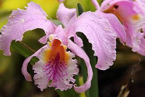 Do Orchids Need Sunlight? Everything You Need to Know Picture