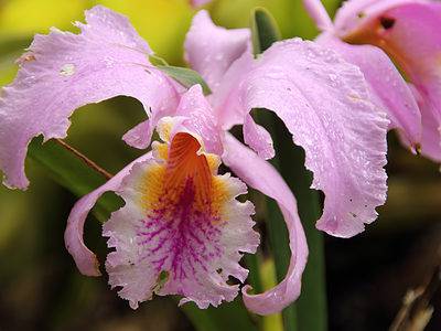 A Cattleya Trianae Orchid: The National Flower of Colombia