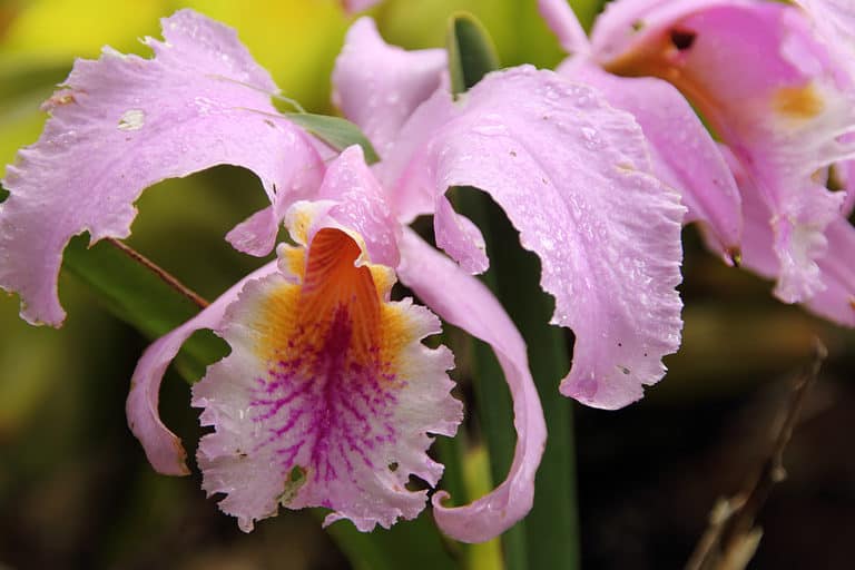 Majestic Cattleya trianae orchid, flower endemic to Colombia.