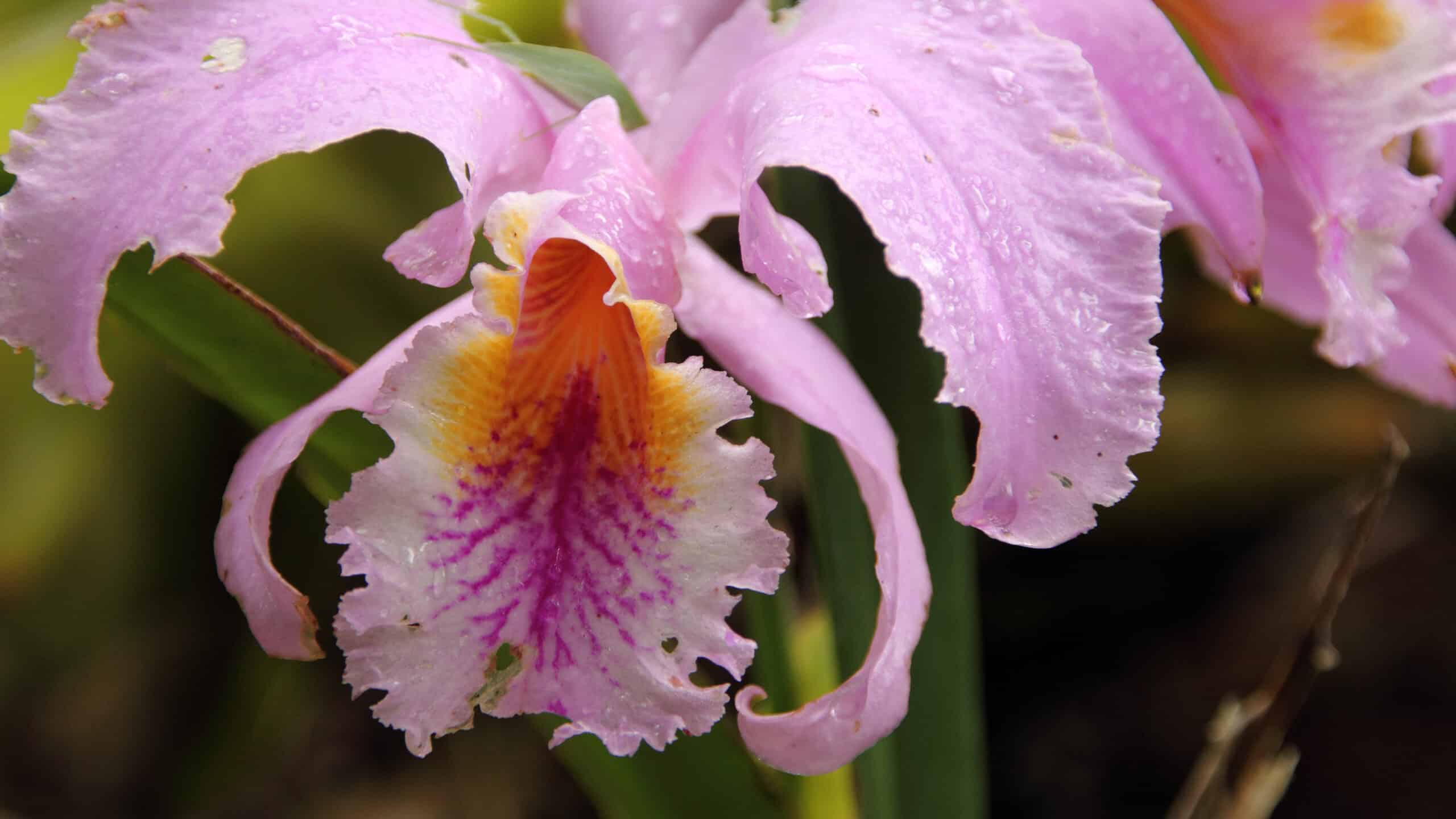 Cattleya Trianae Orchid The National