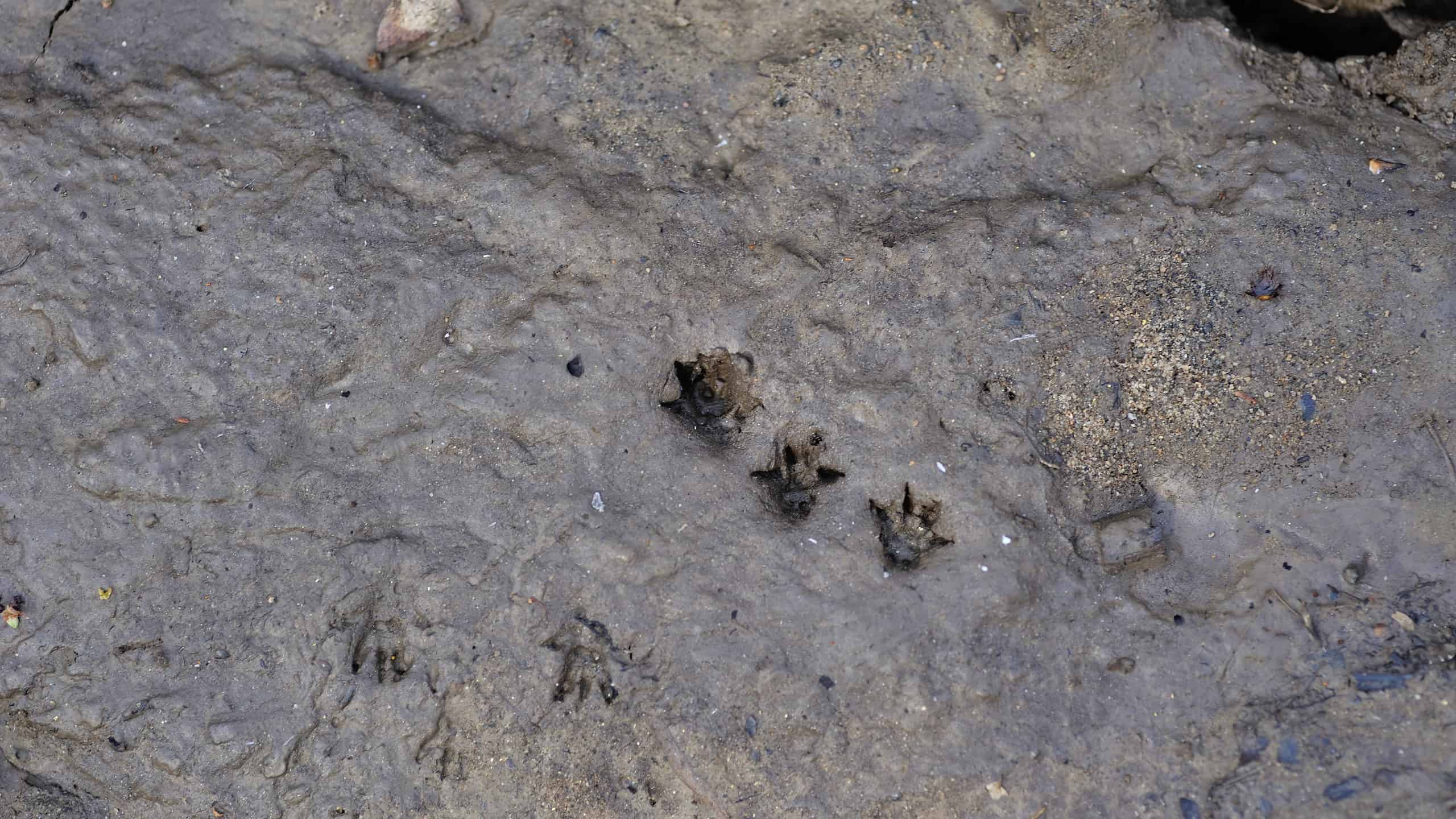 Small rodent tracks in mud