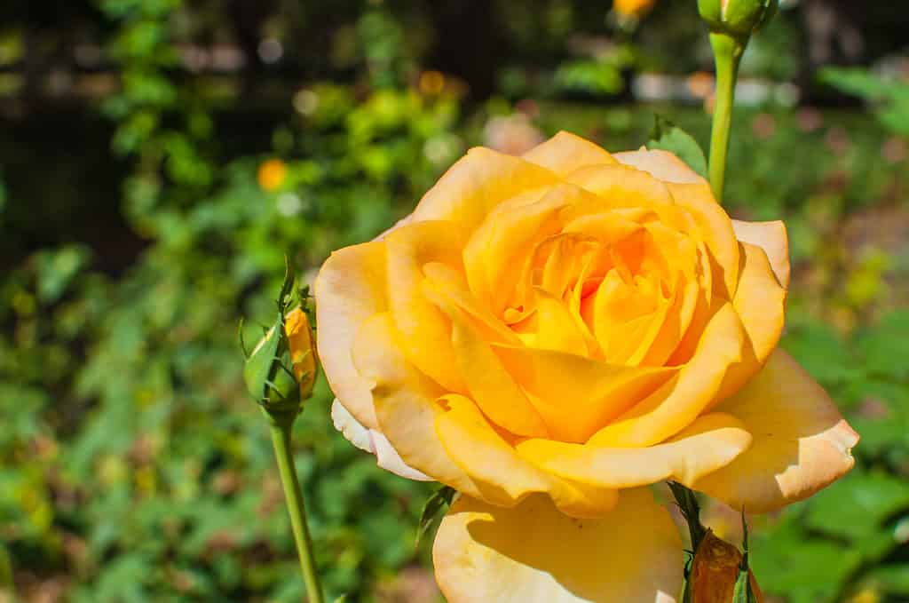 gold medal grandiflora rose. Bright yellow rose, fully opened, with another bud nearby that is nearly ready to bloom. The background is blurred. 
