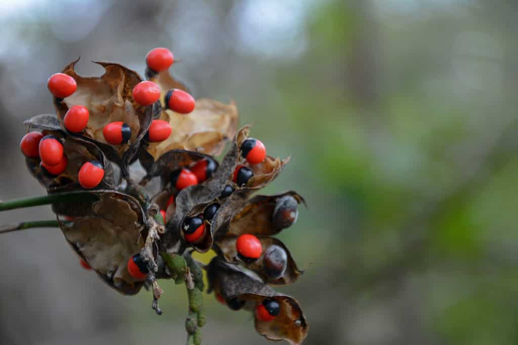 rosary pea