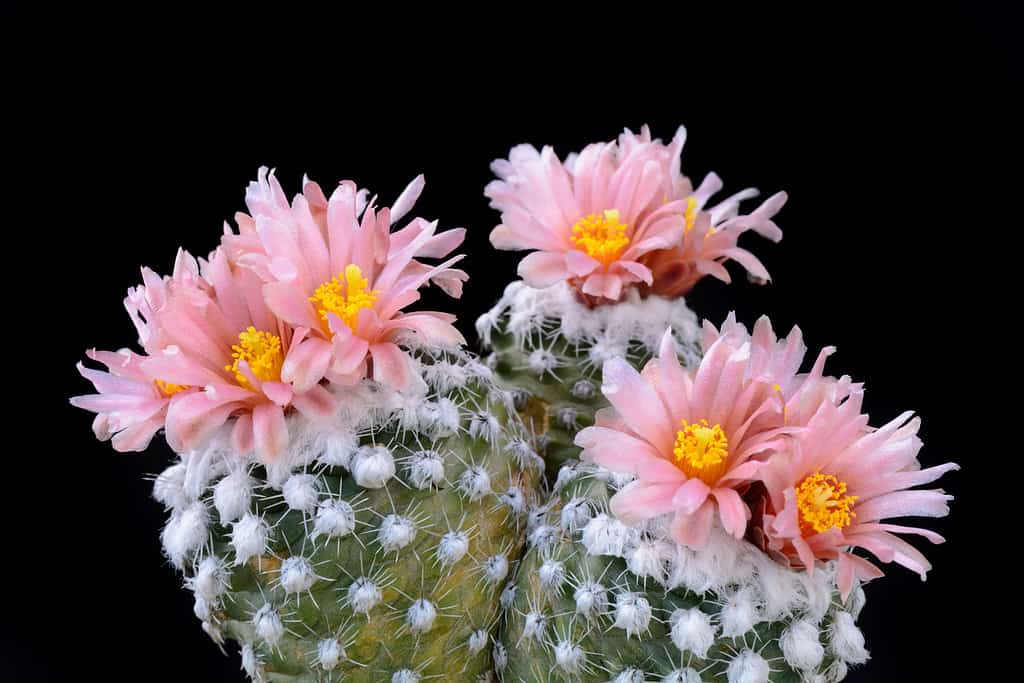 Cactus Pediocactus winkleri with flower isolated on Black.