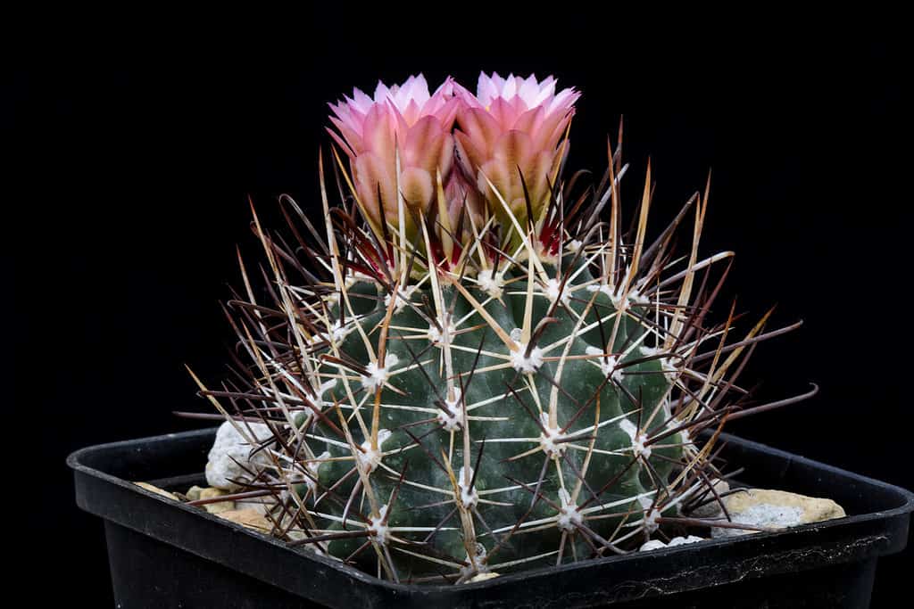 Cactus Sclerocactus whipplei with pink flower isolated on black background.