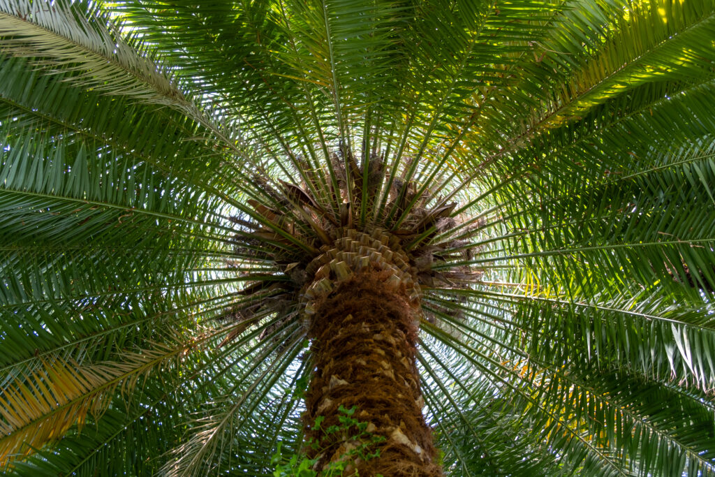 Canary Date palm