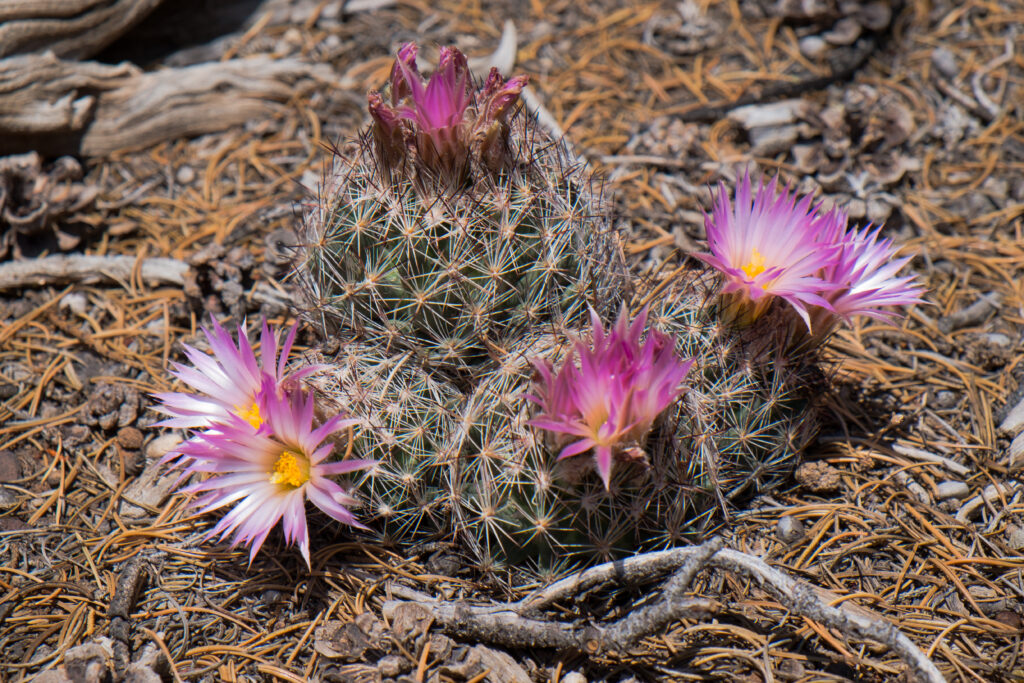 Spiny pincushion cactus with star-shaped pink flowers.
