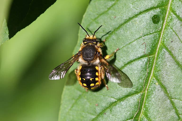 wool carder bee on a shiny green leaf. Th bee's back is to the camera, and its head is pointing toward the top of the frame. The bee is mostly black except for yellow markings on its abdomen.