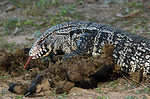 Argentine black and white tegu