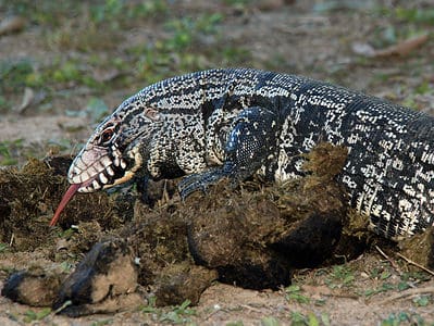 Argentine Black and White Tegu Picture