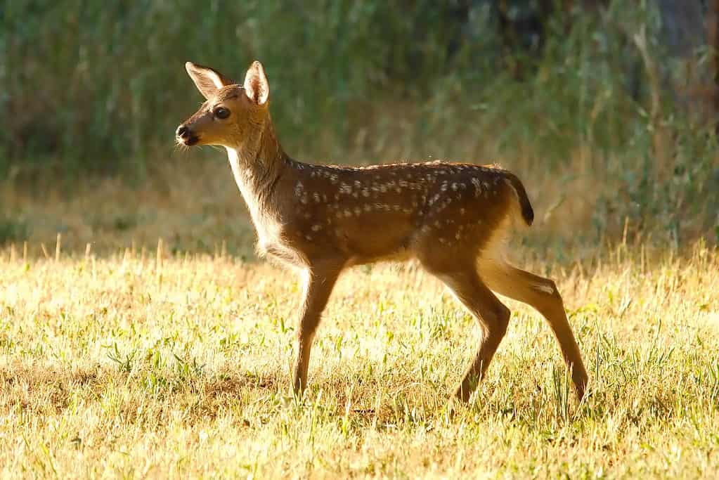 deer jumping high