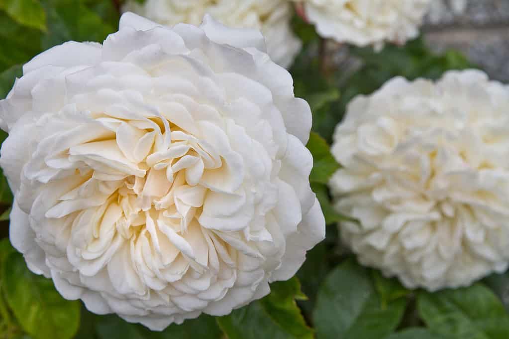 English Shrub Rose Tranquillity bred by David Austin. Large white rose