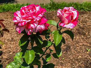 How to Deadhead Roses Picture