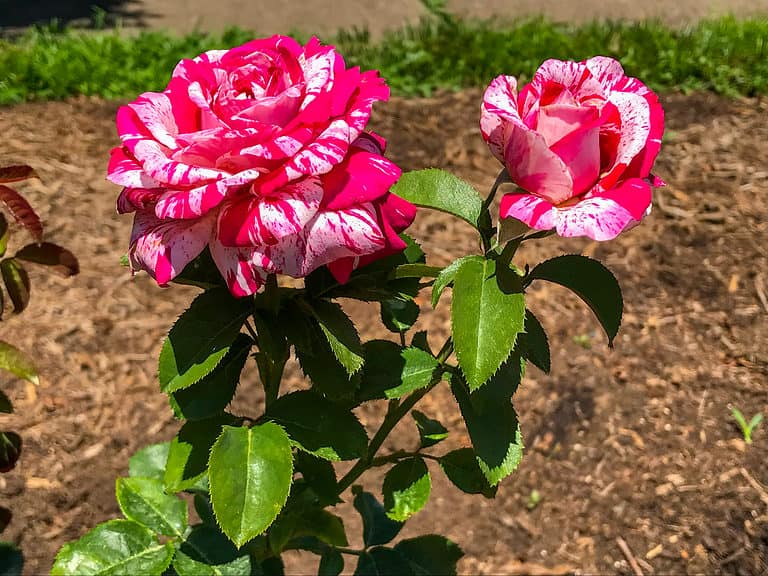 Neil Diamond roses are recommended for Zones 4-10.