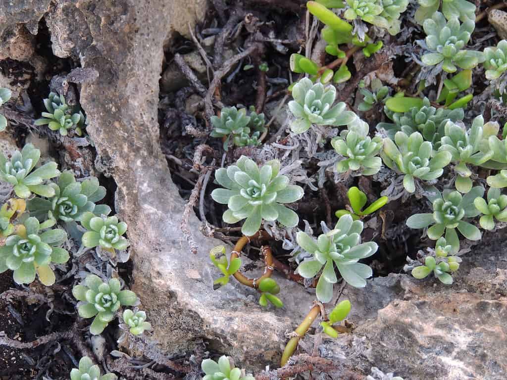 Heliotropium anomalum growing on the North Shore of Oahu near Kuilima Cove