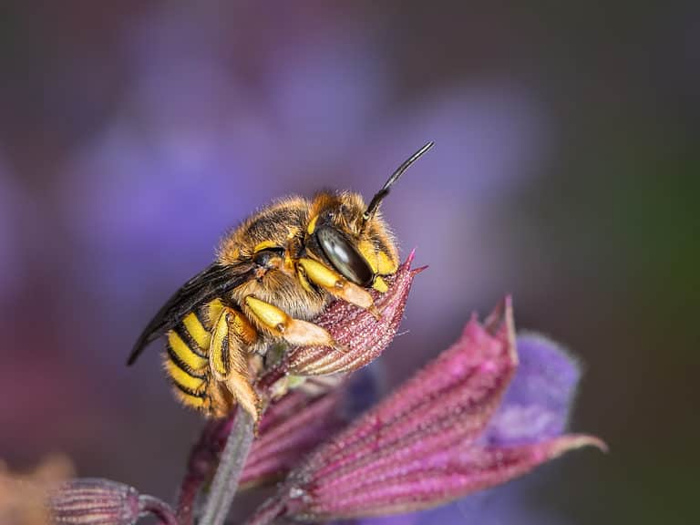 Wool Carder bee on a pink flower. The bee is facing the right frame. The bee is mostly black with yellow markings on its abdomen.