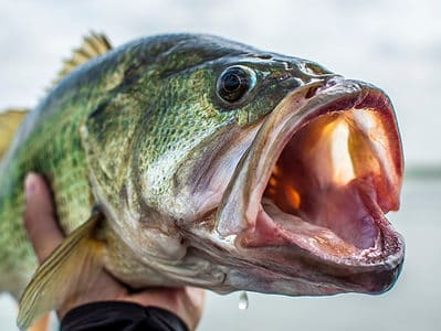 Largemouth Bass Picture