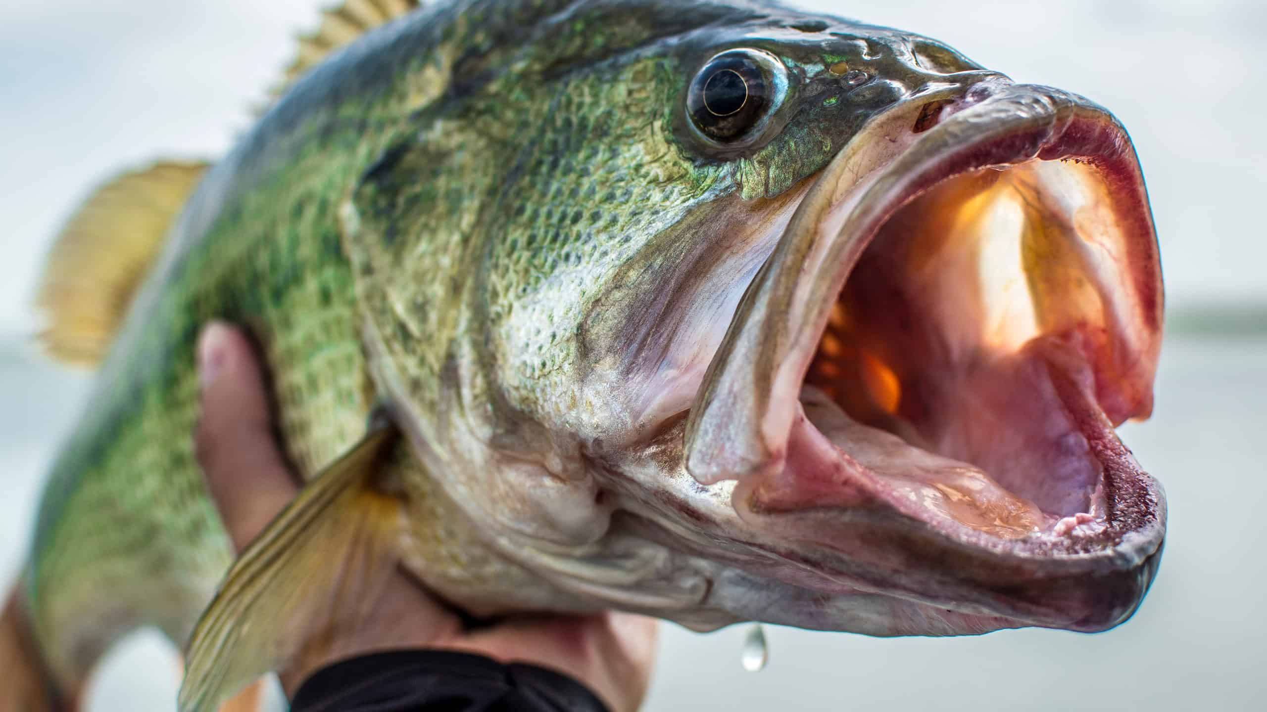 Largemouth Bass Fish