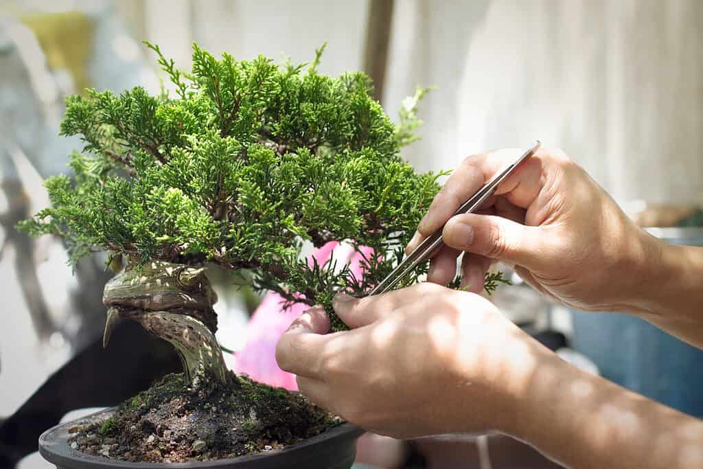 Pruning Bonsai Tree