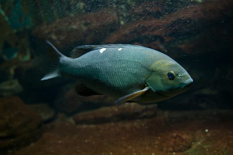 Opaleye rudderfish