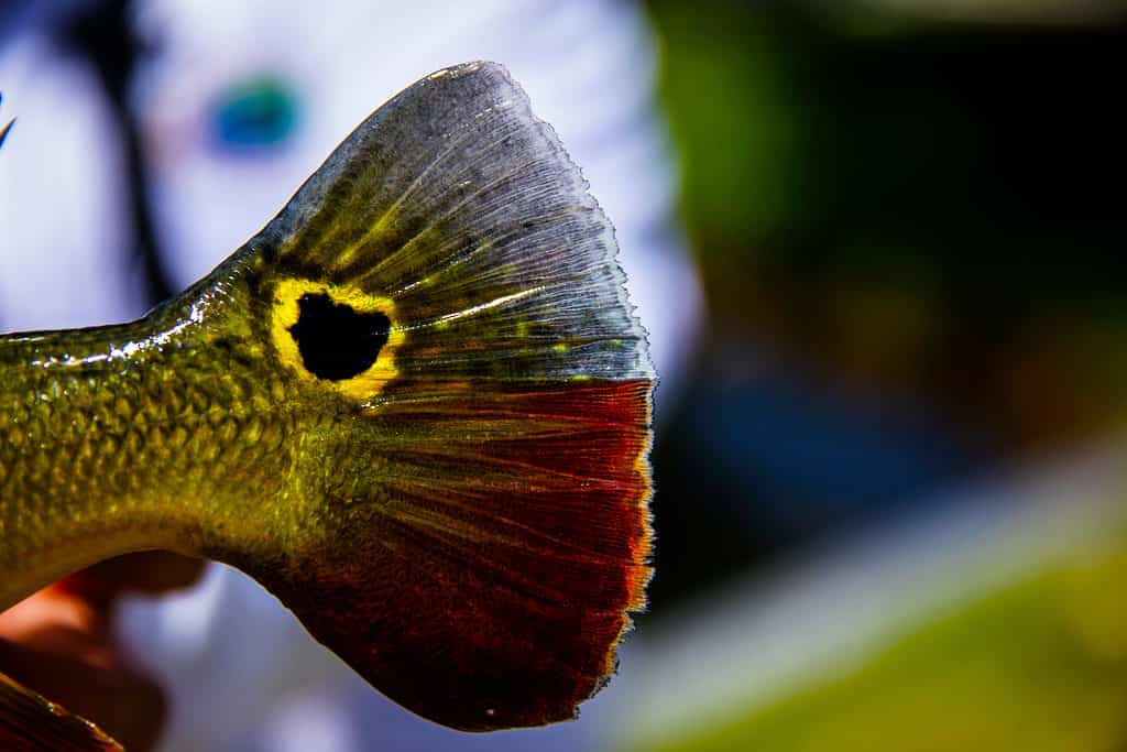 Ocellated spots characterize Peacock bass's caudal fin.
