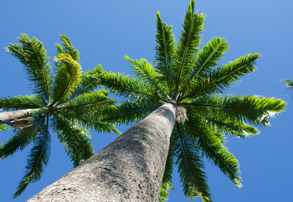 Two specimens of Roystonea regia or the Cuban royal palm trees from a low perspective against blue sky.