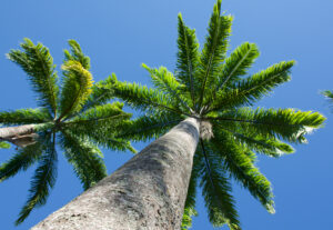 7 Amazing Types of Palm Trees You’ll See in Georgia photo