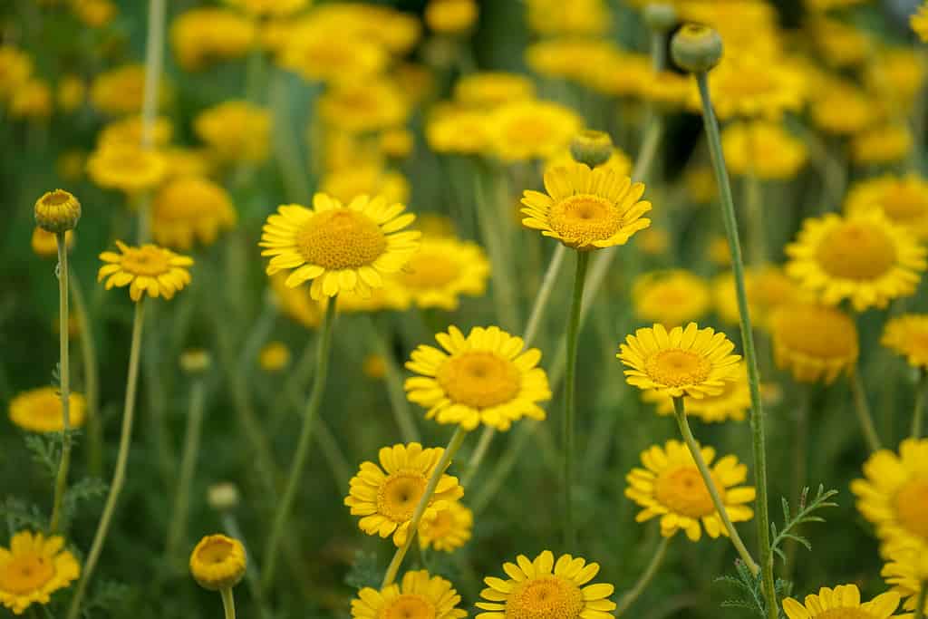 Marguerite Daisy Yellow Flower, Anthemis Tinctoria