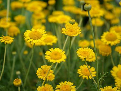 A Yellow Daisy: Name, Meaning, and Care Tips