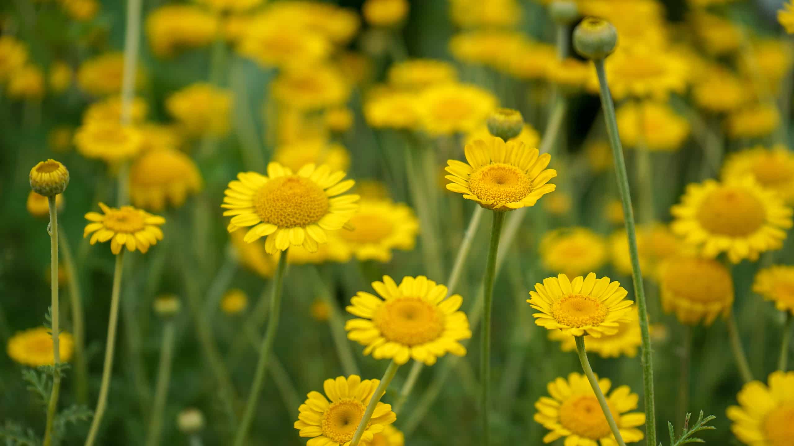 Marguerite Daisy Yellow Flower, Anthemis Tinctoria